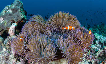 Clownfish swim amid their host anemone in the Solomon Islands, which is part of the Coral Triangle due to its incredible marine biodiversity.